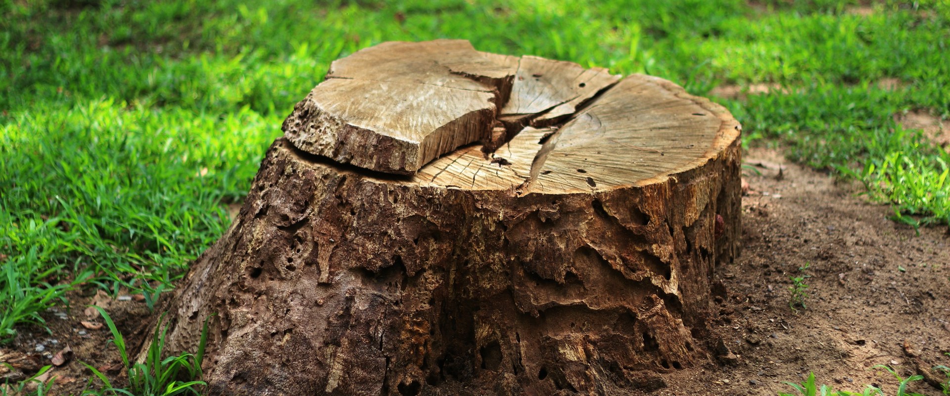 The Benefits of Tree Stump Removal: An Expert's Perspective