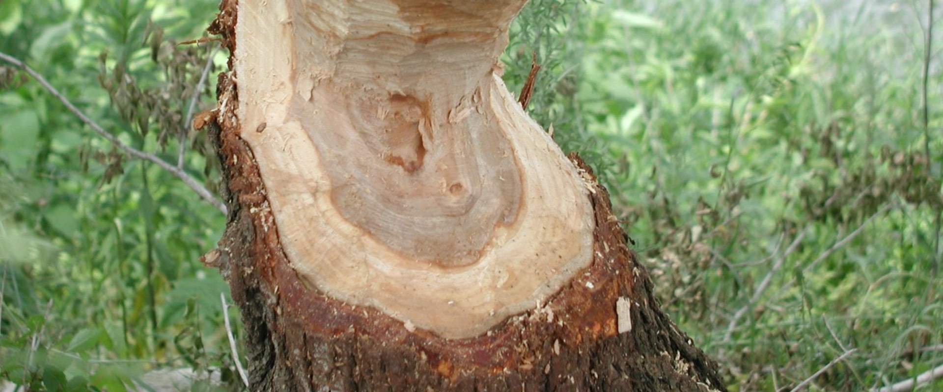 What Trees Can Be Removed in Winchester, Virginia?