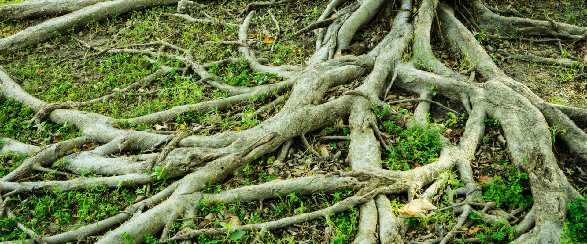 How To Prevent Trees From Growing Back at Alberto Wint blog