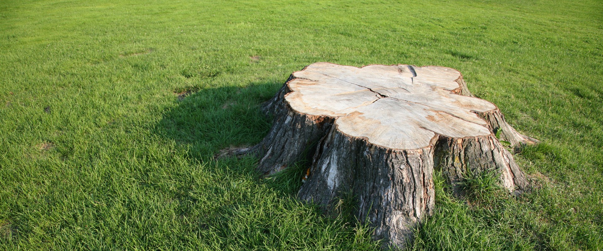 How Long Does it Take for Tree Roots to After a Tree is Cut Down?