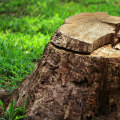 The Benefits of Tree Stump Removal: An Expert's Perspective