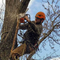 The Risks of Tree Removal in Winchester, Virginia: What You Need to Know