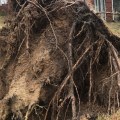 Safe Tree Removal Near Schools in Winchester, Virginia