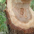 What Trees Can Be Removed in Winchester, Virginia?