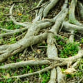How to Permanently Stop Tree Roots from Growing Back