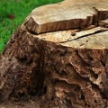 Tree Stump Removal vs Grinding: What's the Best Option?