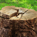 What Happens if You Don't Grind or Remove the Stump?