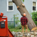 How Much Does It Cost to Cut Down a Tree in Virginia?
