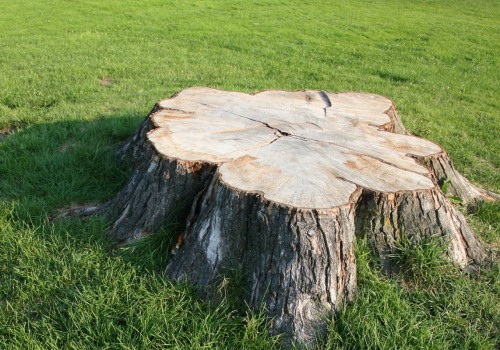 How to Speed Up the Decay of Tree Roots After Cutting Down a Tree