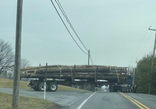 Tree Removal Near Roads in Winchester, Virginia: What You Need to Know