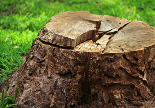 The Benefits of Tree Stump Removal: An Expert's Perspective