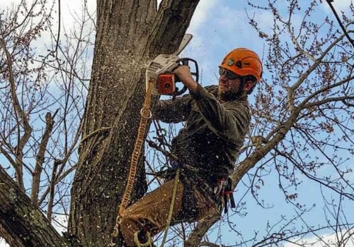 The Risks of Tree Removal in Winchester, Virginia: What You Need to Know