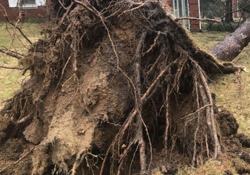 Removing Trees Near Public Parks in Winchester, Virginia: What You Need to Know