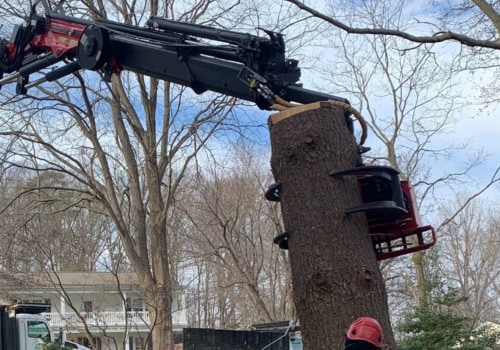 Tree Removal in Winchester, Virginia: What Equipment is Needed?