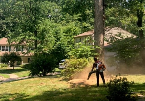 Tree Removal Regulations in Winchester, Virginia: What You Need to Know