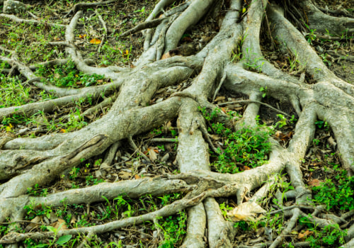How to Permanently Stop Tree Roots from Growing Back