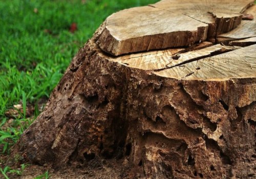 Tree Stump Removal vs Grinding: What's the Best Option?